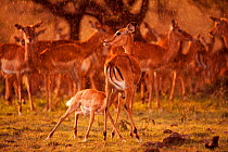 Impala herd (Aepyceros melampus) and female with suckling fawn in late afternoon rain, Masai Mara National Reserve, Kenya. March.