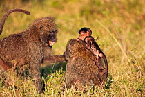 Olive baboon (Papio cynocephalus anubis) female begging to hold the baby of another female, Masai Mara National Reserve, Kenya. March.
