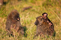 Olive baboon (Papio cynocephalus anubis) female begging to hold the baby of another female, Masai Mara National Reserve, Kenya. March.