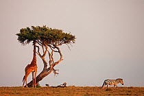 Southern / Masai giraffe (Giraffa camelopardalis tippelskirchi) feeding on tree while Plains / Common zebra passes by (Equus quagga burchellii). Masai Mara National Reserve, Kenya. March.