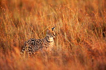 Serval cat (Felis / Leptailurus serval) adult prowling through long grass, Masai Mara National Reserve, Kenya. March.