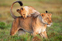 African lion (Panthera leo) cub aged 1-2 years play fighting with a lioness, Masai Mara National Reserve, Kenya. March.