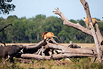 African lions (Panthera leo) climbing fallen tree in attempt to escape from herd of Cape Buffalo (Syncerus caffer) Masai Mara National Reserve, Kenya. March.