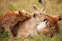African lioness (Panthera leo) engaging with playful cubs, Masai Mara National Reserve, Kenya. March.