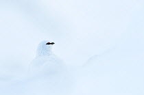 Male Ptarmigan (Lagopus mutus) in winter plumage, camouflaged against snow, Cairngorm National Park, Scotland, UK. HIGHLY COMMENDED: Young Awards, 15-17 Years, Wildlife Photographer of the Year 2010