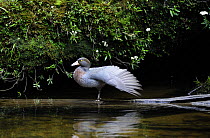 Blue Duck (Hymenolaimus melacorhynchos), Kaiwhakauka River, North Island, New Zealand. Endangered species.