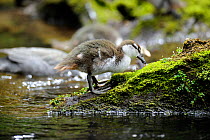 Blue Duck chick (Hymenolaimus melacorhynchos), Kaiwhakauka River, North Island, New Zealand. Endangered species.