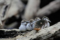 Blue Duck (Hymenolaimus melacorhynchos) chicks sleeping, Kaiwhakauka River, North Island, New Zealand. Endangered species.