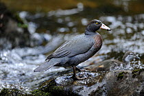 Blue Duck (Hymenolaimus melacorhynchos), Kaiwhakauka River, North Island, New Zealand. Endangered species.