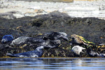 Grey seal (Halichoerus grypus) group hauled out at low tide, Bardsey Island, North Wales, UK. May