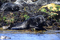 Grey seal (Halichoerus grypus) hauled out at low tide, Bardsey Island, North Wales, UK. May