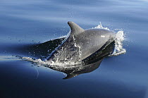 Bottlenose dolphin (Tursiops truncatus) surfacing, off the Lleyn Peninsula, North Wales, UK. May 2010