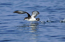 Manx Shearwater (Puffinus puffinus) taking off from smooth sea, South coast of Anglesey, North Wales, UK.
