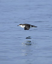 Manx Shearwater (Puffinus puffinus) flying low over a smooth sea, South coast of Anglesey, North Wales, UK.