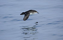 Manx Shearwater (Puffinus puffinus) flying low over a smooth sea, South coast of Anglesey, North Wales, UK.