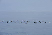 Manx Shearwater (Puffinus puffinus) flock resting on a smooth sea, South coast of Anglesey, North Wales, UK.