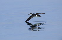 Manx Shearwater (Puffinus puffinus) flying low over a smooth sea, wing skimming the water, South coast of Anglesey, North Wales, UK.