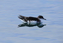 Manx Shearwater (Puffinus puffinus) resting on a smooth sea, South coast of Anglesey, North Wales, UK.
