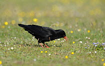 Chough (Pyrrhocorax pyrrhocorax) searching for invertebrate larvae in grass meadows, South Stack, Anglesey, North Wales, UK.