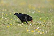 Chough (Pyrrhocorax pyrrhocorax) searching for invertebrate larvae in grass meadows, South Stack, Anglesey, North Wales, UK.