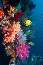 Golden damselfish (Amblyglyphidodon aureus) swimming past coral reef wall with colourful soft corals. Bali, Indonesia.
