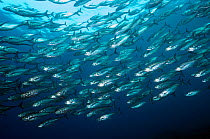Large shoal of Horse mackerel (Megalaspis cordyla) schooling. Rinca, Komodo National Park, Indonesia.