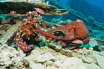 Common reef / Day octopus (Octopus cyanea) pair mating on wreck. Egypt, Red Sea.