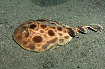 Electric ray / Numbfish (Narcine sp.) on sandy seabed, active at night. The electric organs of narcinids can produce up to 37 volts. Rinca, Komodo National Park, Indonesia.