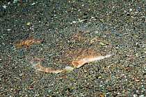 Electric ray / Numbfish (Narcine sp.) partially buried on sandy seabed, active at night, The electric organs of narcinids can produce up to 37 volts. Rinca, Komodo National Park, Indonesia.