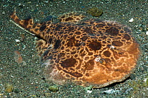 Electric ray / Numbfish (Narcine sp.) on sandy seabed, active at night, The electric organs of narcinids can produce up to 37 volts. Rinca, Komodo National Park, Indonesia.