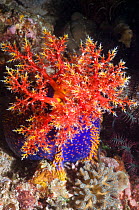Sea apple (Pseudocolochirus violaceus), a sea cucumber, feeds by filtering the water column with its tentacular crown, successively bringing each arm into its mouth to deliver food particles. Komodo N...