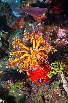 Sea apple (Pseudocolochirus violaceus), a sea cucumber, feeds by filtering the water column with its tentacular crown, successively bringing each arm into its mouth to deliver food particles. Komodo N...