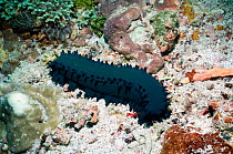 Black sea cucumber (Stichopus chloronotus) on seabed, Indonesia