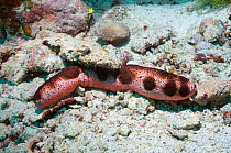 Sea cucumber (Holothuria / Halodeima edulis)  edible species served as "sea slug", "trepan" or "Beche de Mer". Indonesia.