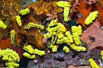 Yellow sea cucumber (Colochirus robustus) on sponge. Komdo National Park, Indonesia