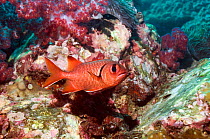 Crimson / Red soldierfish (Myripristis murdjan)  Andaman Sea, Thailand