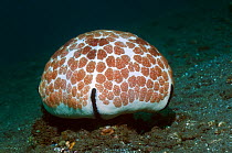 Pin-cushion starfish (Culcita novaeguinea). Bali, Indonesia