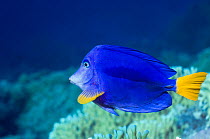 Yellowtail tang / surgeonfish (Zebrasoma xanthururm). Red Sea, Egypt