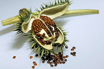 Thorn apple / Jimson weed (Datura stramonium)seed pods used in herbal medicine, UK