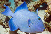 Blue triggerfish (Pseudobalistes fuscus) lying on the seabed. Egypt, Red Sea.