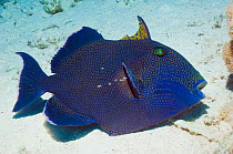 Blue triggerfish (Pseudobalistes fuscus) lying on the sand, Egypt, Red Sea