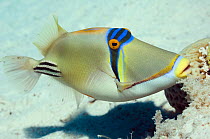 Arabian picasso fish (Rhinecanthus assasi) fanning and guarding egg mass in nest. Red Sea