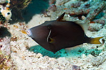 Halfmoon triggerfish (Sufflamen chrysopterus). Misool, Raja Ampat, West Papua, Indonesia.
