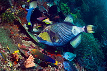 Giant / Titan triggerfish (Balistoides viridescens) feeding on coral reef and attracting wrasses, a bream, boxfish and butterflyfish, all hoping for scraps. One of the most feared fish by divers becau...