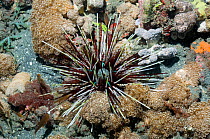 Long spined banded sea urchin (Echinothrix calamaris). Komodo National Park, Indonesia.