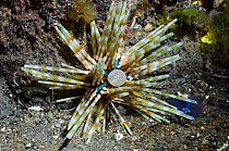 Sea urchin (Echinothrix sp.). Komodo National Park, Indonesia