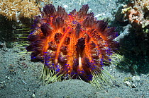 Fire urchin (Asthenosoma ijimai) with venomous spines that are able to inflict painful stings. Komodo National Park, Indonesia.