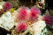 Feather duster worms (Sabellidae) filter feeders, Rinca, Komodo National Park, Indonesia