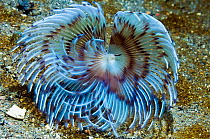 Serpulid feather duster worm (Serpulidae) a filter feeder that lives in a calcareous tube which it secretes, One of its tentacles has been modified to form an operculum, which can seal off the tube, o...