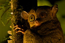Wild Western / Horsfield's tarsier (Tarsius bancanus) in the rainforest at night. Danum Valley Conservation Area, Borneo, Sabah, Malaysia, Endangered species. HIGHLY COMMENDED  Gerald Durrell Award fo...